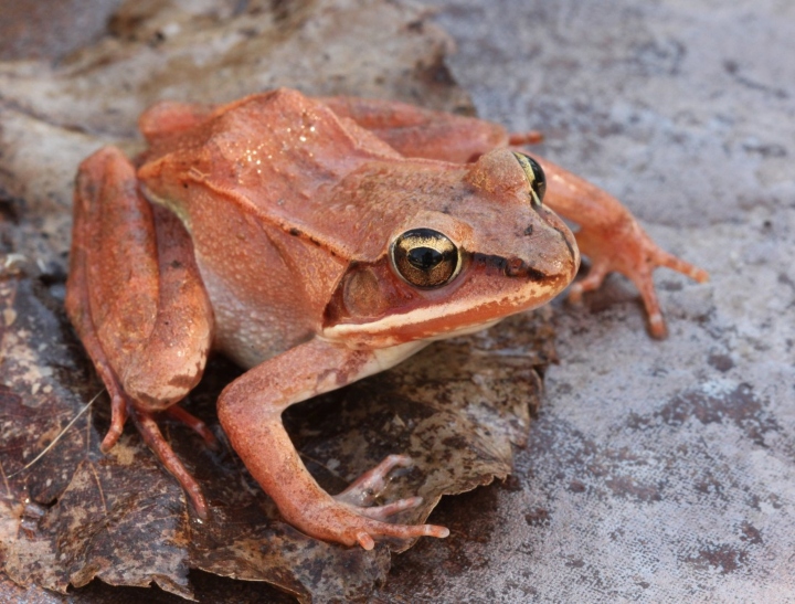 Wood Frog